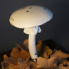 Zdjęcie: Muchomor wiosenny - Amanita verna.jpg